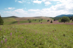Kopaonik